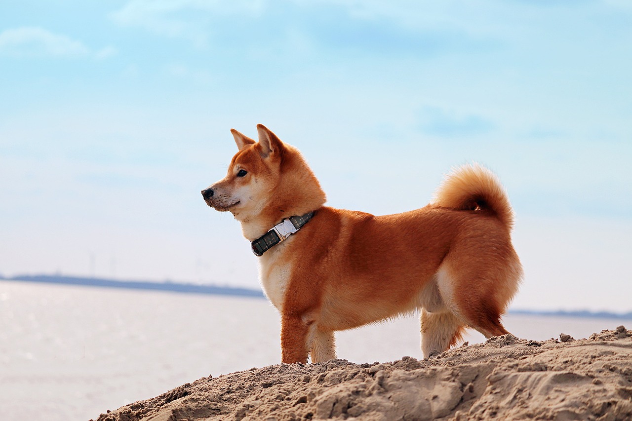 La atención de Hollywood se dirige al metaverso de SHIB, revela el asesor de Shiba Inu Hollywood Attention Turns to SHIB Metaverse, Shiba Inu Advisor Reveals