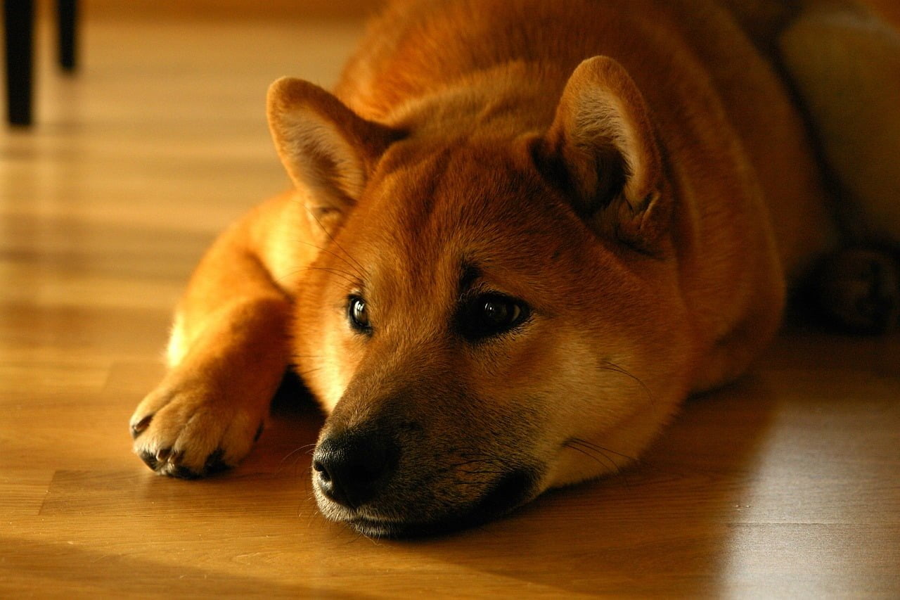 Mystery Wallet quema 1.69 mil millones de Shiba Inu, ¿resultará en un aumento de precios? Shiba Inu