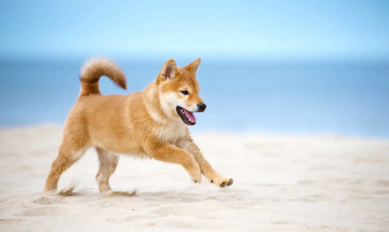 Esto es lo que hay que tener en cuenta Shiba Inu