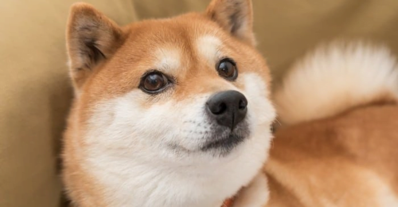 Comerciantes de Shiba Inu en el limbo ya que la fecha de lanzamiento de Shibarium es incierta Shiba Inu