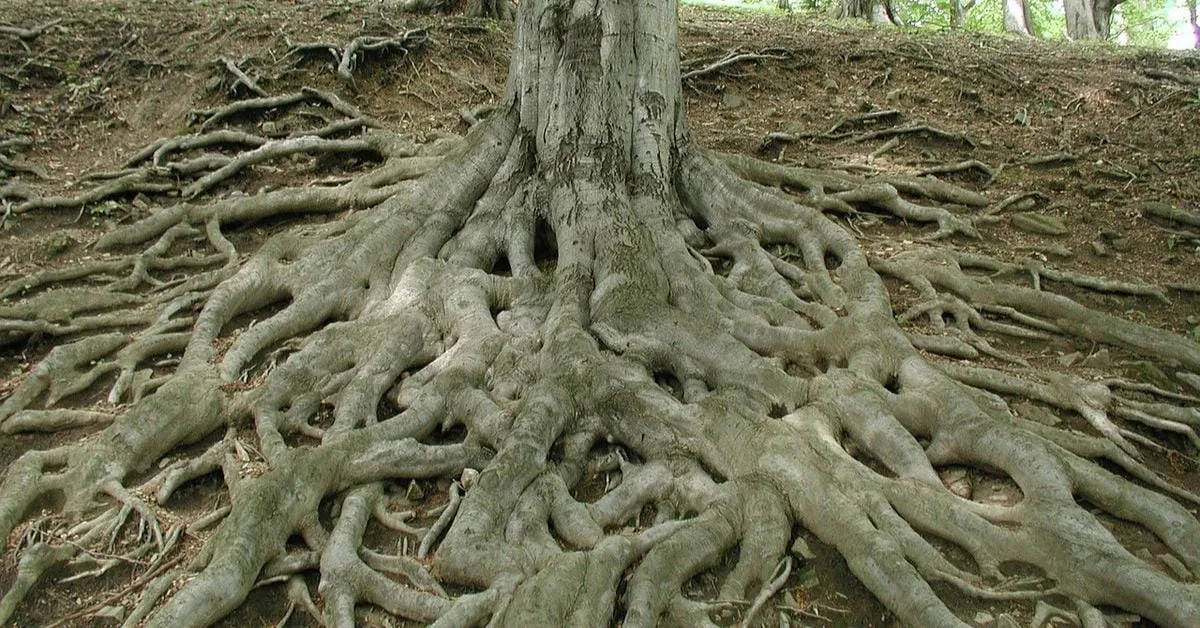 El rootstock de capa 2 de Bitcoin verifica el SNARK de conocimiento cero Jamie Crawley