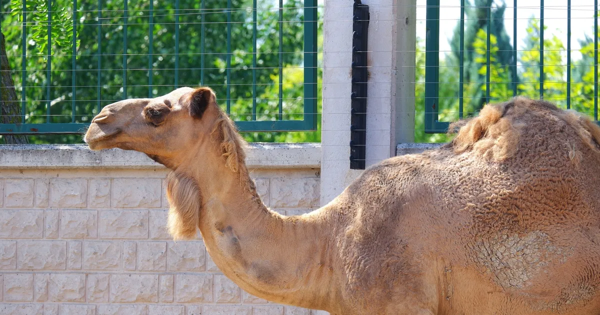 El aliado hutí APT ataca a los ejércitos de Oriente Medio con el software espía ‘GuardZoo’ El aliado hutí APT ataca a los ejércitos de Oriente Medio con el software espía 'GuardZoo'