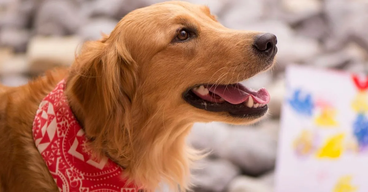 TON vuelve a estar en línea tras una segunda interrupción Sam Reynolds