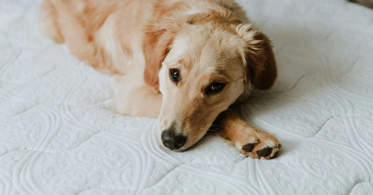 La cadena de bloques TON se paraliza sin producir bloques durante más de 3 horas Sam Reynolds