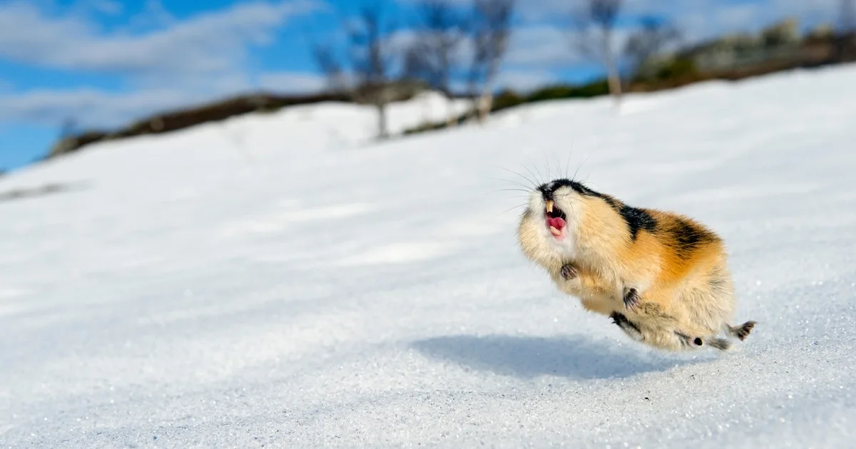 APT “SloppyLemming” abusa del servicio Cloudflare en Pakistán APT “SloppyLemming” abusa del servicio Cloudflare en Pakistán