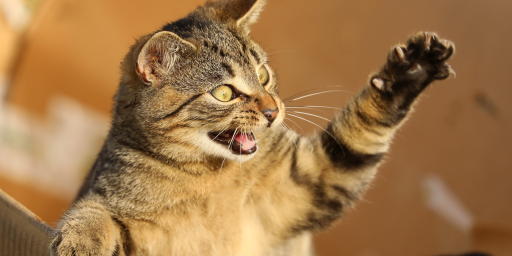 Los jugadores de ‘Catizen’ están enojados después de cambios inesperados en la caída del juego de Telegram Los jugadores de 'Catizen' están enojados después de cambios inesperados en la caída del juego de Telegram